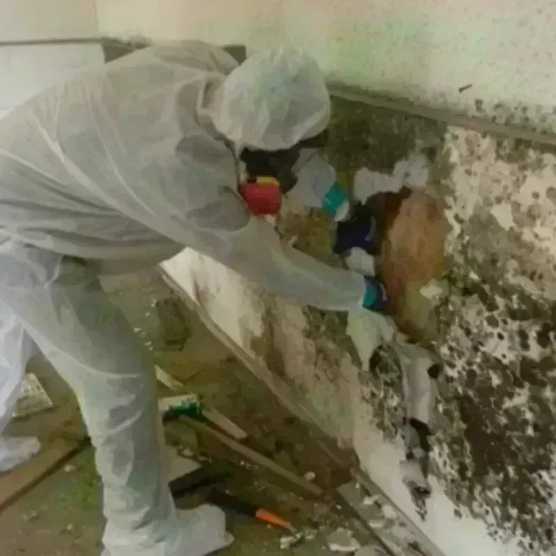 Mold Remediation and Removal in Amity, OR